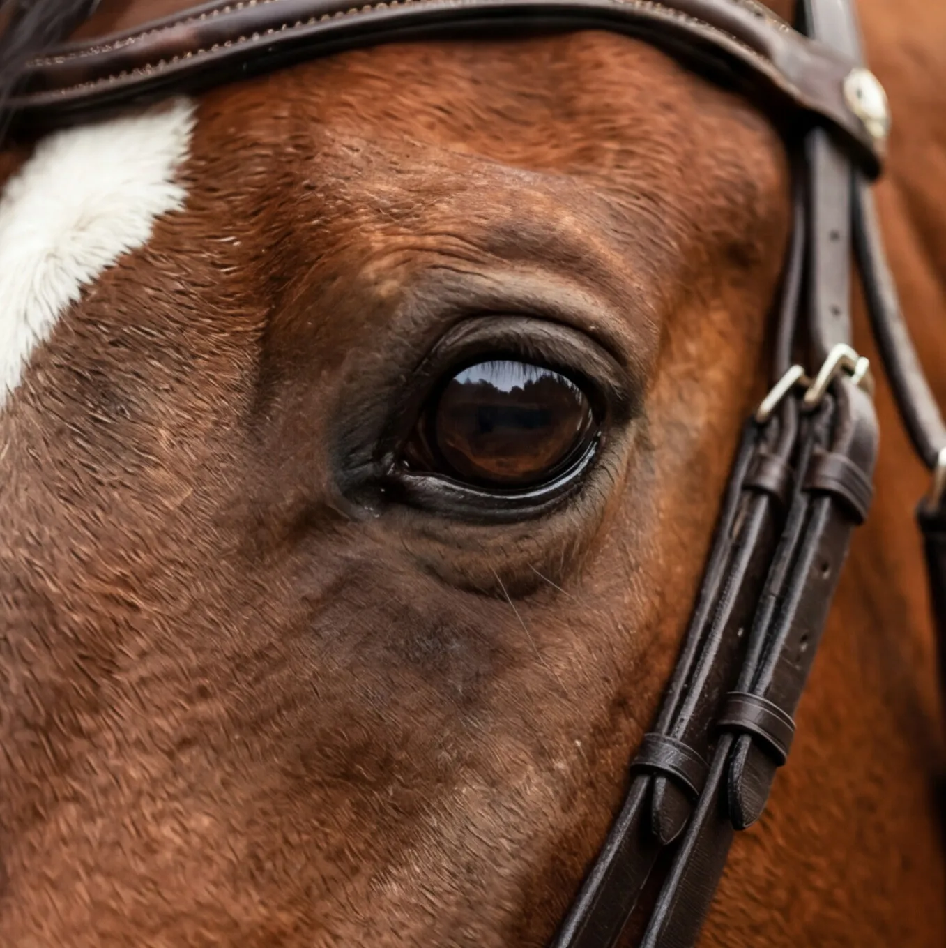 Imperador do Vale Dourado : Cobertura de Garanhão Campeão